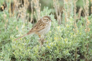 Brewer's Sparrow Ocean Lake Wyoming