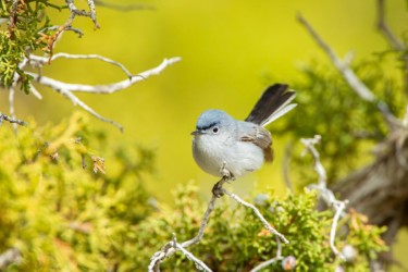 Blue-gray Gnatcatcher Bird's Eye Pass Wyoming