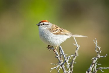 Chipping Sparrow Bird's Eye Pass Wyoming