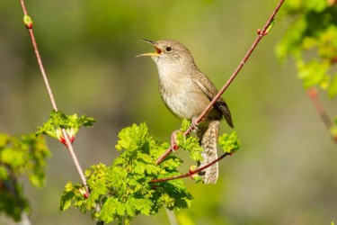 House Wren Casper Mountain Wyoming