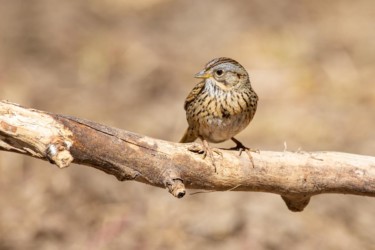 Lincoln's Sparrow Casper Mountain Wyoming