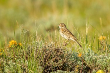 Vesper Sparrow Casper Wyoming