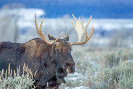 Bull Moose Grand Teton National Park Wyoming