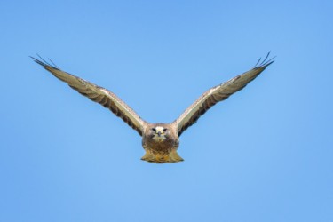 Swainson's Hawk Ocean Lake Wyoming