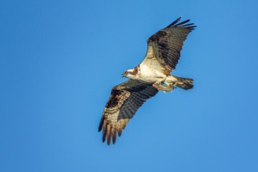 Osprey Riverton Wyoming