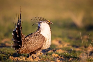 Greater Sage-grouse Gas Hills Wyoming