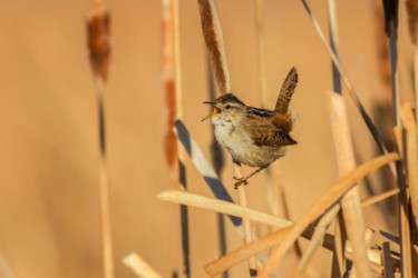Marsh Wren Ocean Lake Wyoming