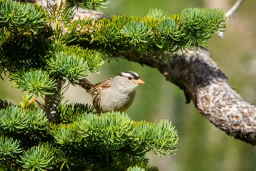 White-crowned Sparrow Snowy Range Wyoming