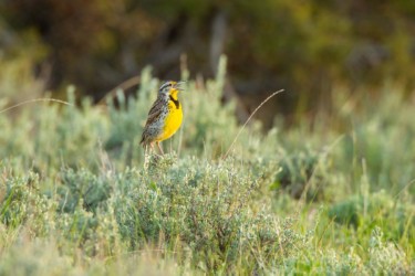 Western Meadowlark Lander Wyoming