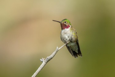 Male Broad-tailed Hummingbird Sinks Canyon State Park Wyoming