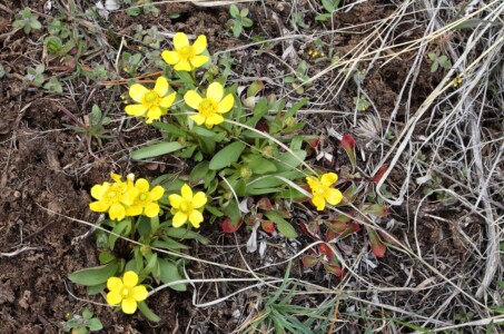 Sagebrush Buttercup