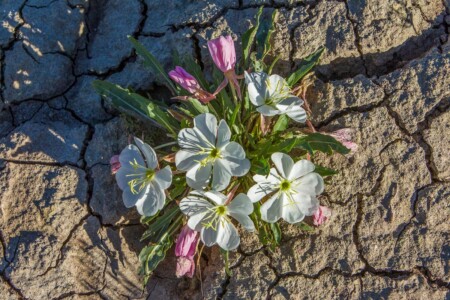 Desert Evening Primrose