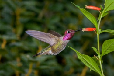 Male Anna's Hummingbird River Ridge Louisiana