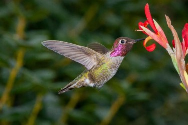 Male Anna's Hummingbird River Ridge Louisiana