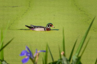 Wood Duck with Louisiana Blue Iris