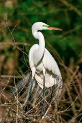 Great Egret Lake Martin Louisiana