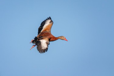 Black-bellied Whistling Duck New Orleans Louisiana