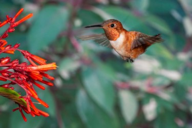 Male Rufous Hummingbird Lutcher Louisiana