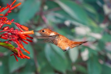 Male Rufous Hummingbird Lutcher Louisiana