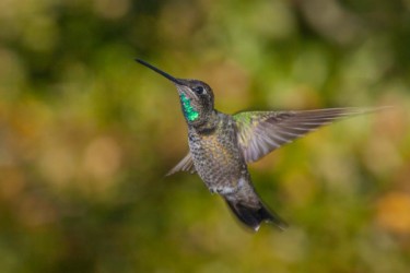 Immature male Magnificent Hummingbird Slidell Louisiana