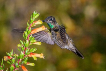 Immature male Rivoli's Magnificent Hummingbird Slidell Louisiana