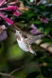 Male Calliope Hummingbird Baton Rouge Louisiana