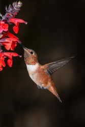 Male Allen's Hummingbird Thibodeaux Louisiana
