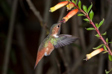 Male Allen's Hummingbird Thibodeaux Louisiana