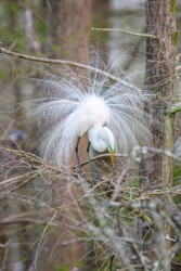 Great Egret Lake Martin Louisiana