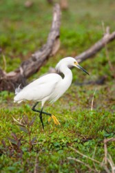 Snowy Egret Lake Martin Louisiana