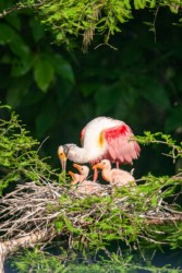 Roseate Spoonbills Lake Martin Louisiana