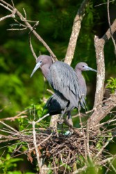 Little Blue Herons Lake Martin Louisiana