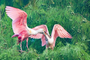 Roseate Spoonbills Lake Martin Louisiana