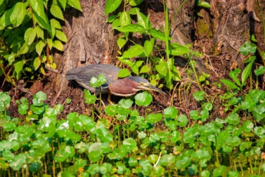 Green Heron Lake Martin Louisiana