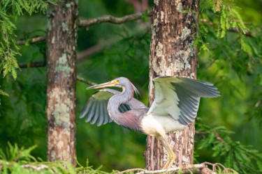 Tricolored Heron Lake Martin Louisiana