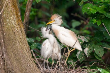 Cattle Egret Lake Martin Louisiana