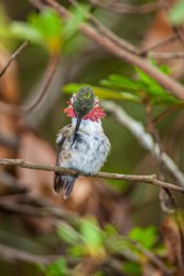 Male Calliope Hummingbird Baton Rouge Louisiana