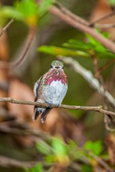 Male Calliope Hummingbird Baton Rouge Louisiana