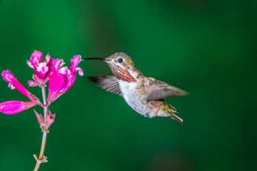 Male Calliope Hummingbird Baton Rouge Louisiana