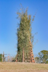 Just before Christmas Eve, some cover the bonfire with cane reeds to add to the "crackling" noise when it burns. Louisiana Christmas Eve Bonfires