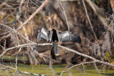 Anhinga Lake Martin Louisiana