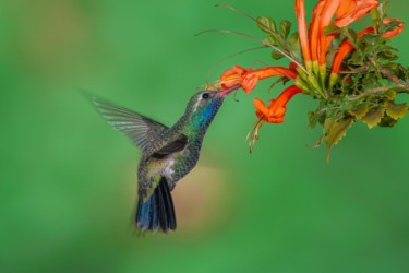 Male Broad-billed Hummingbird Thibodeaux Louisiana
