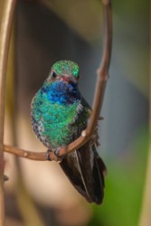 Male Broad-billed Hummingbird Thibodeaux Louisiana