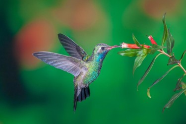 Male Broad-billed Hummingbird Thibodeaux Louisiana