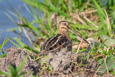 Wilson's Snipe Cameron Louisiana