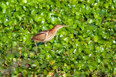 Least Bittern Cameron Louisiana