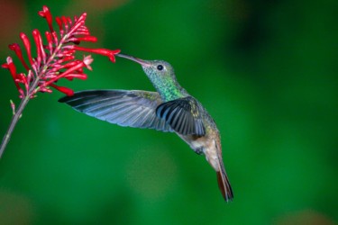 Buff-bellied Hummingbird Reserve Louisiana
