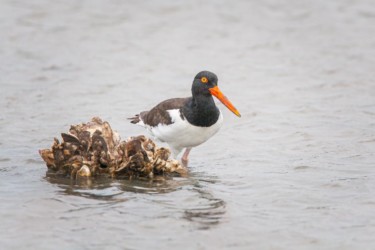 American Oystercatcher Cameron Louisiana