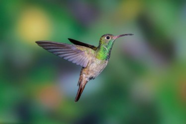 Buff-bellied Hummingbird Reserve Louisiana