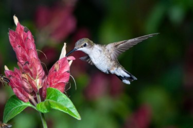 Female Black-chinned Hummingbird Lutcher Louisiana
